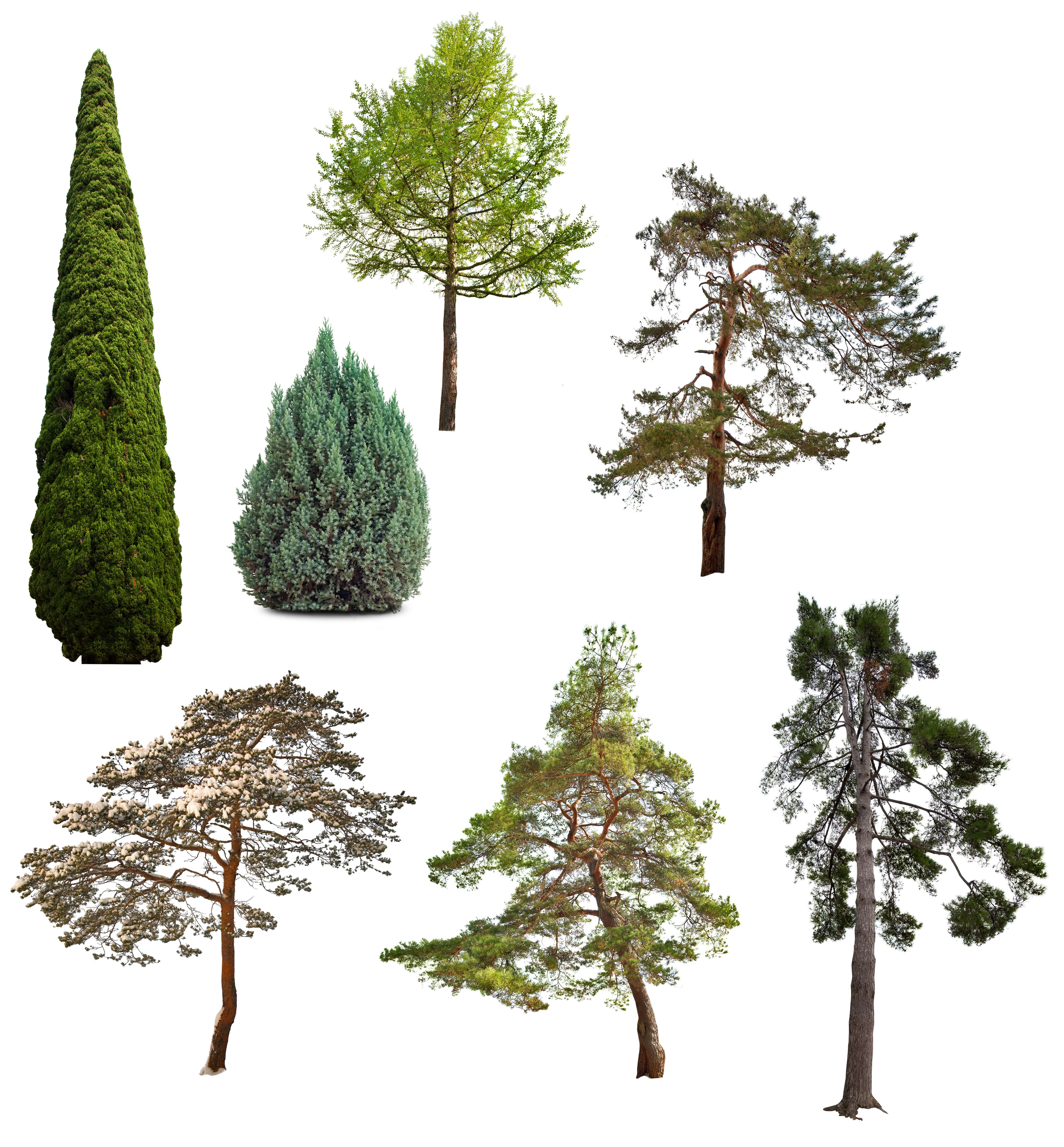 Coniferous